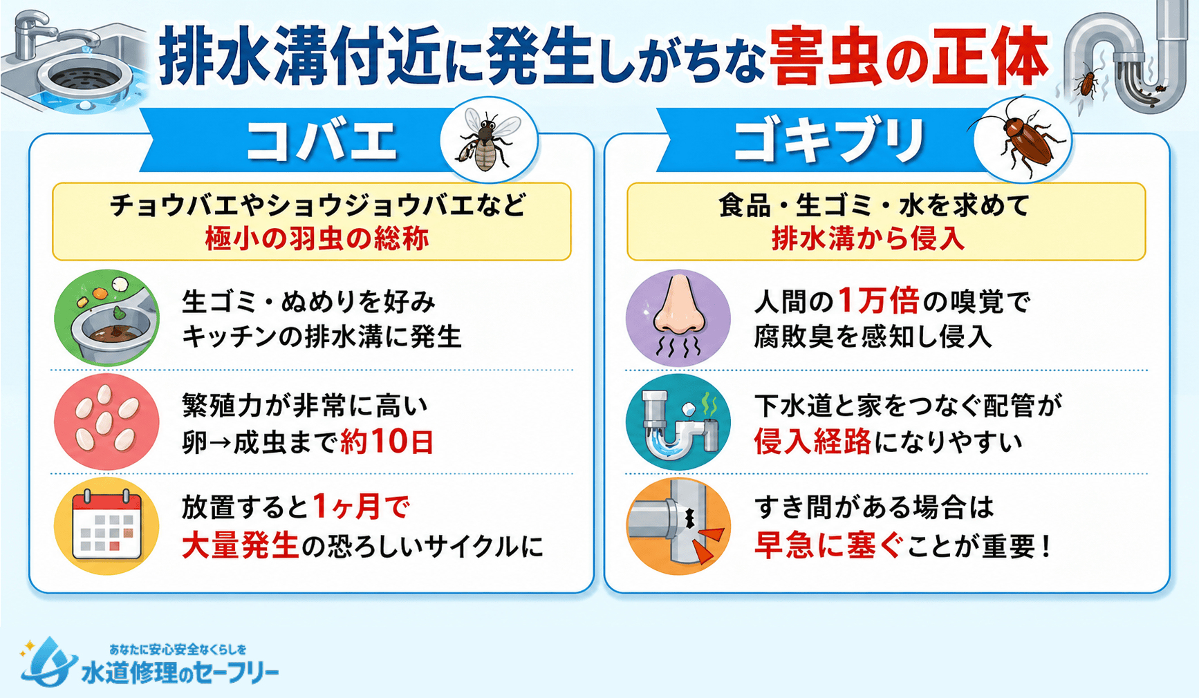 排水溝付近に発生しがちな害虫の正体を解説