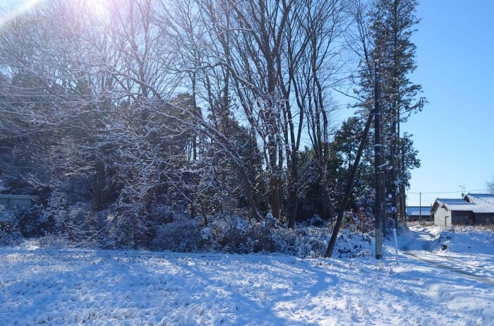 雪が積もる朝の風景