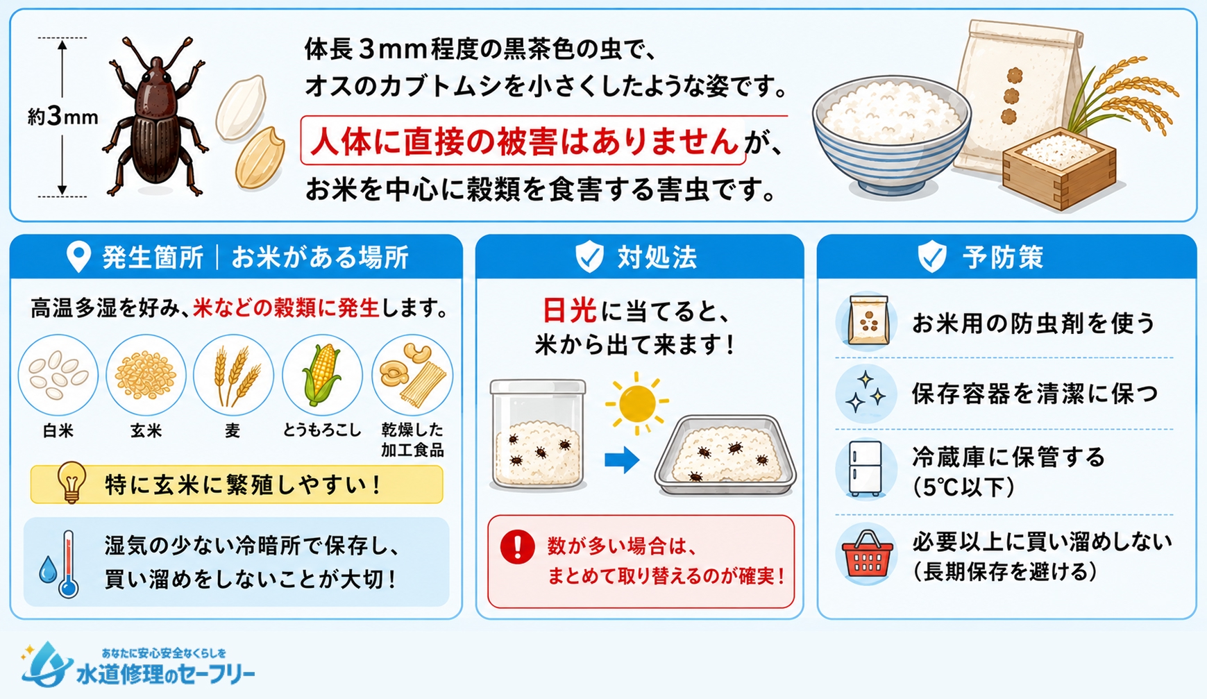 コクゾウムシについて解説