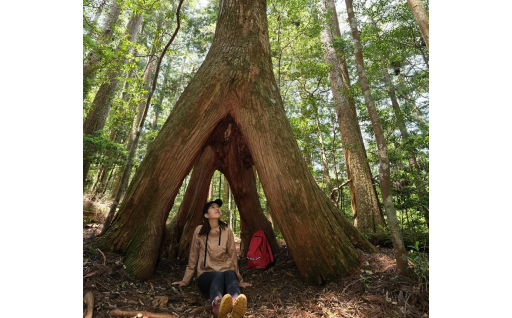 観光地としても魅力的な馬路村