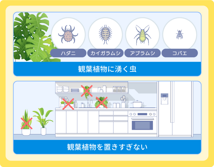 観葉植物:ハダニ・カイガラムシ・アブラムシ・コバエ