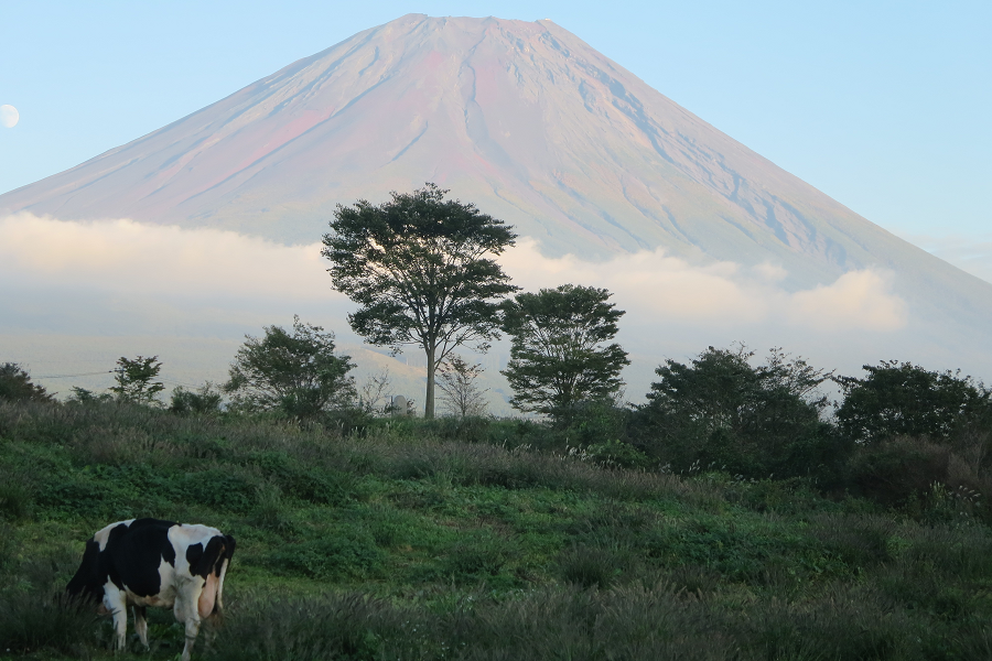 愛情込めて育てられた牛たち