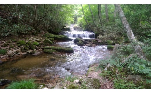 sd3 774b06989d2bee21e4d0d908abf9130605722158