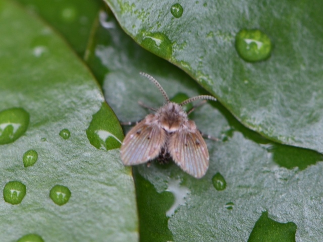 お風呂で見かけるコバエの正体は「チョウバエ」